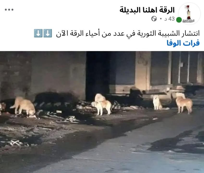 المشاهد الأولى لانتشار الشبيبة الثورية التابعة لقسد في شوارع الرقة المحتلة....

#عاشت_سورية #الجمهور...